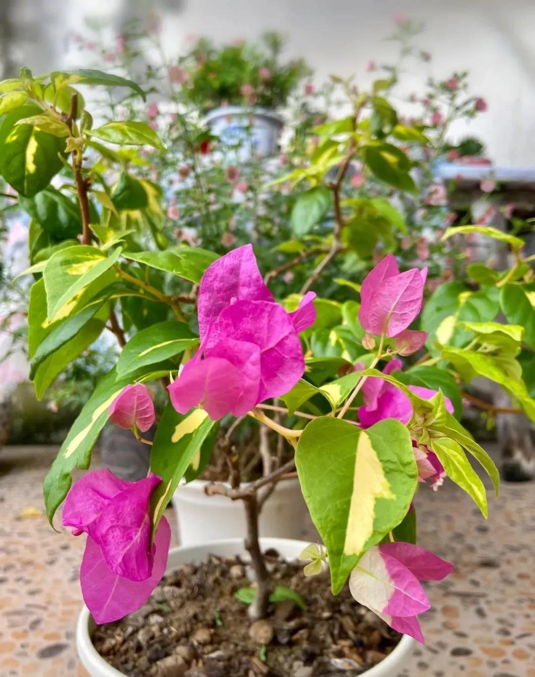 花卉租摆三角梅.jpg