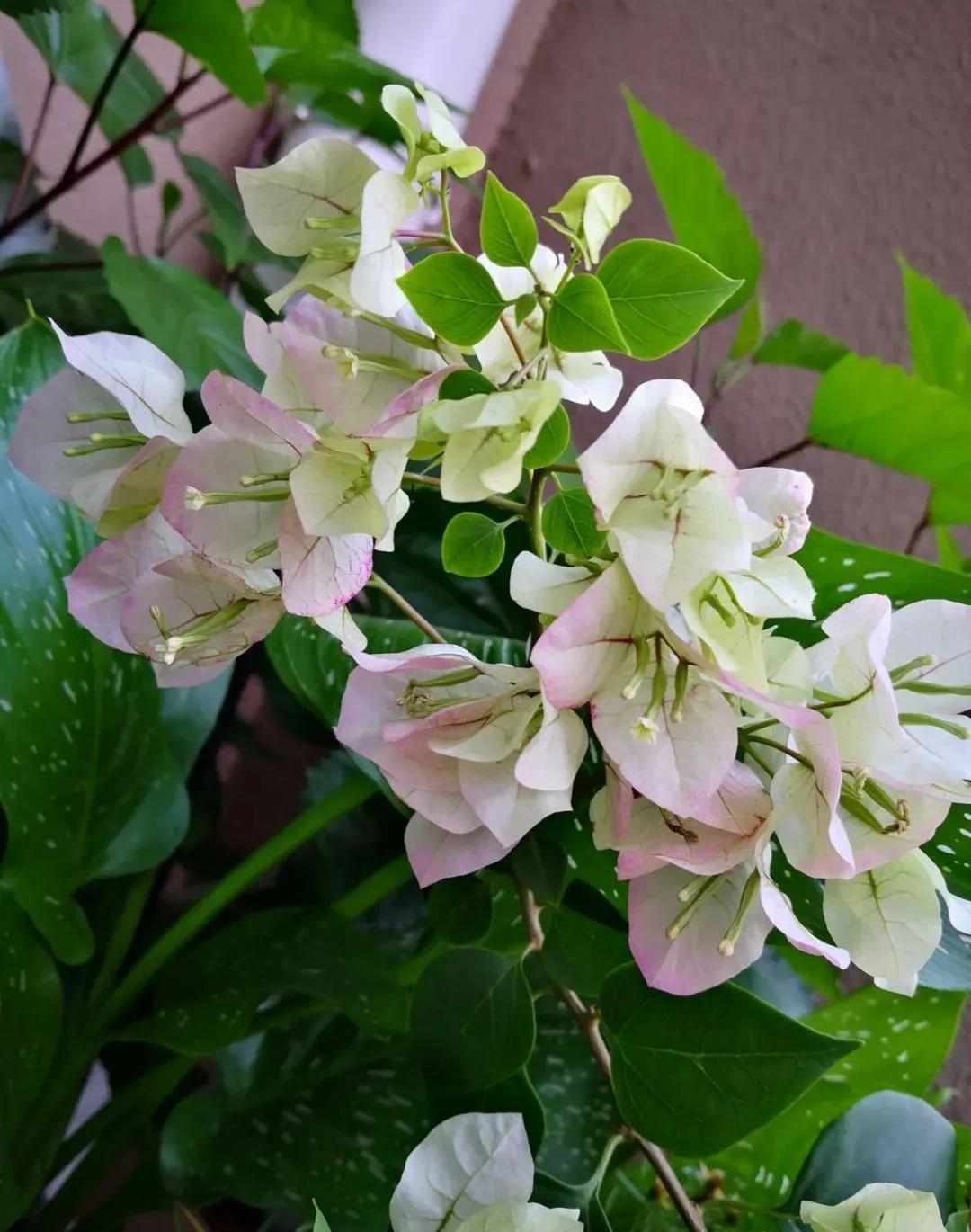 酒店租摆的花卉三角梅掉叶子.jpg