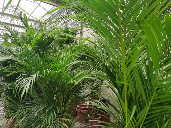 西安绿植租摆流程