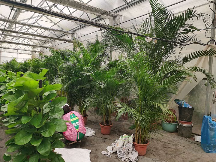西安绿植租赁流程