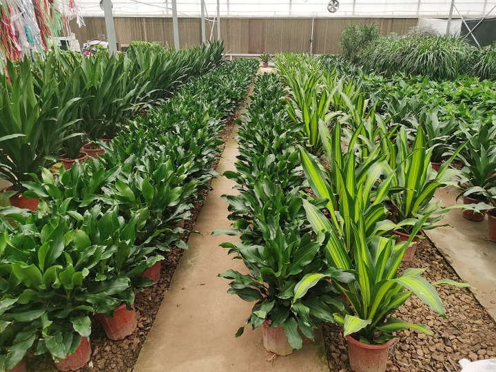 西安绿植租赁