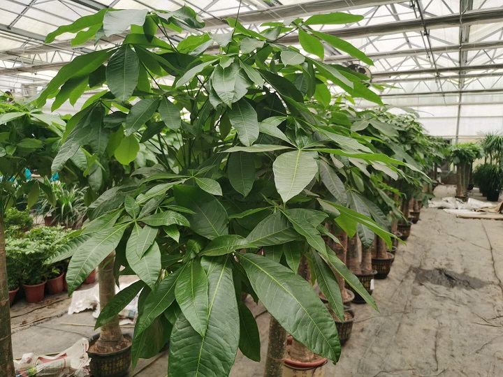 西安绿植租摆公司