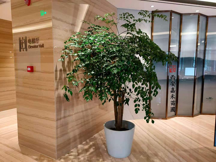 幸福树租摆