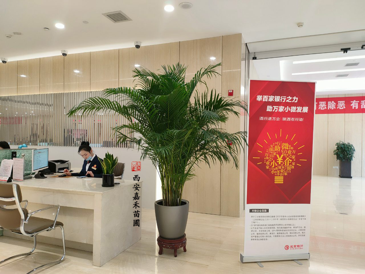 西安嘉禾苗圃散尾葵租摆