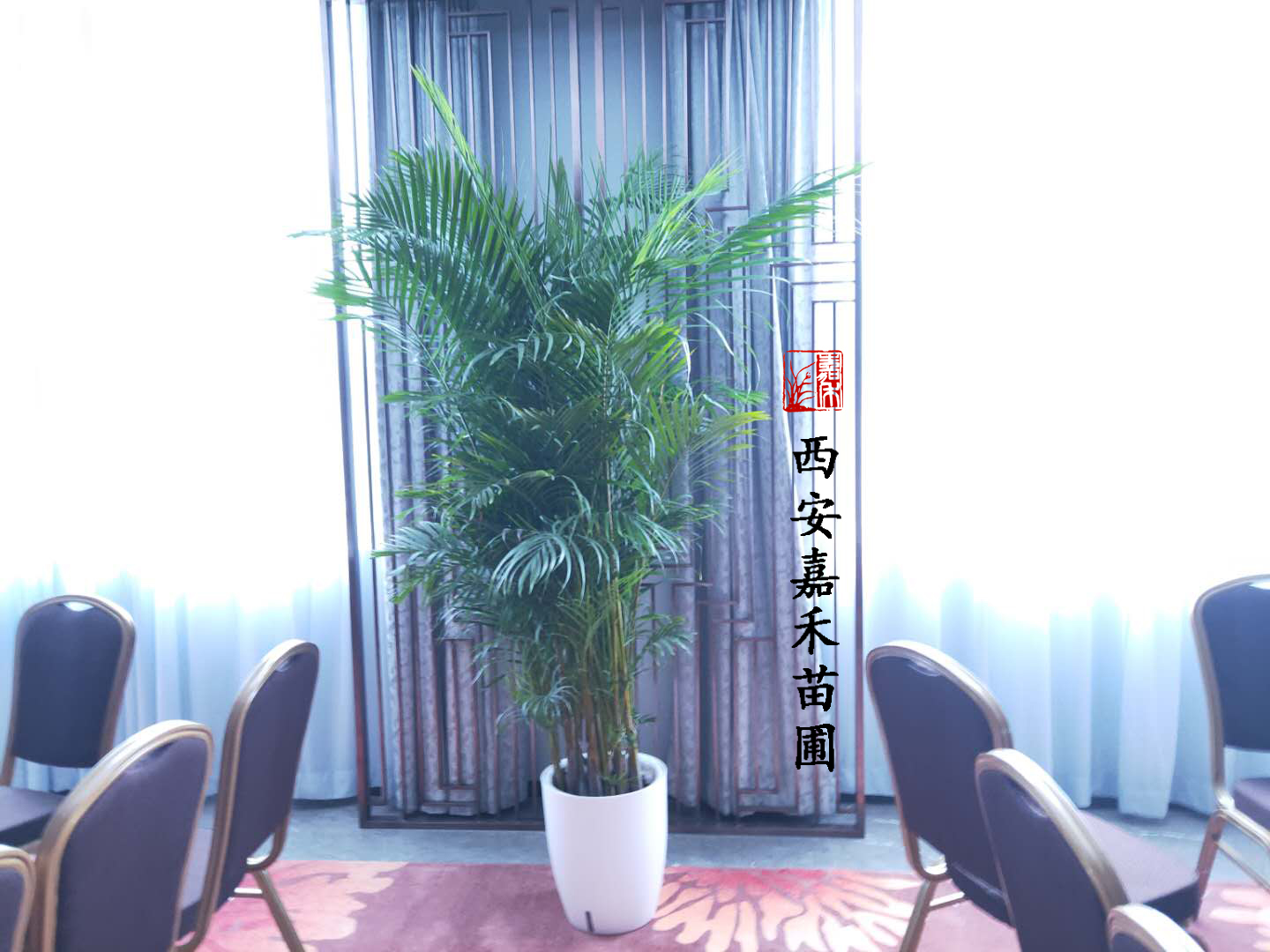 西安嘉禾苗圃散尾葵租赁