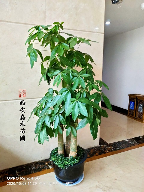 西安嘉禾苗圃发财树绿植租摆