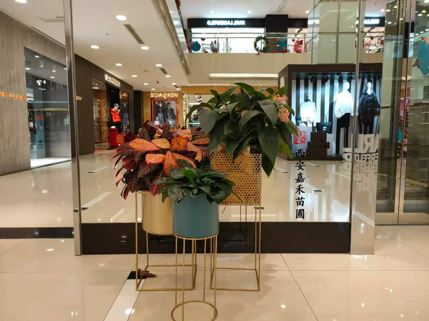西安花卉绿植租赁——嘉禾苗圃