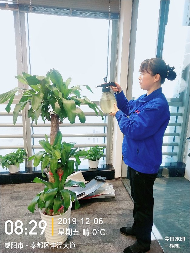 西安巴西木租摆养护——嘉禾苗圃
