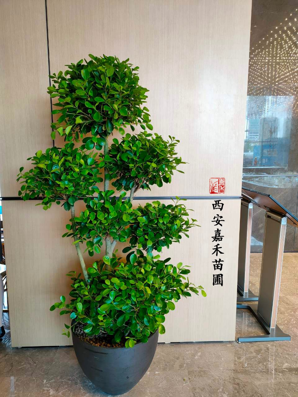 西安高新花卉绿植租摆——嘉禾苗圃