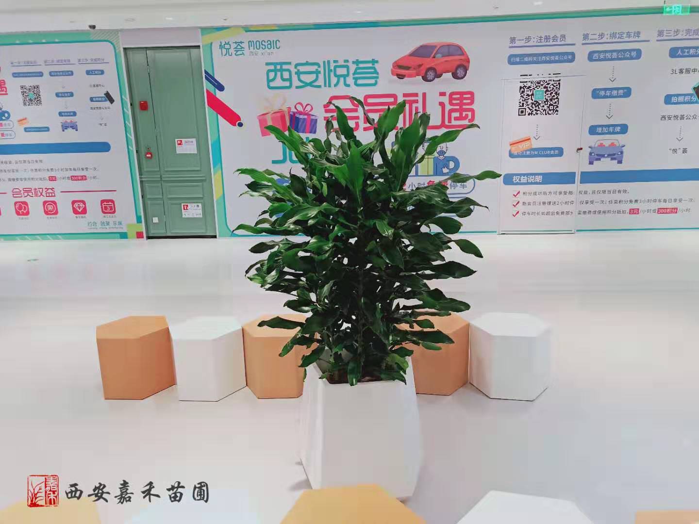 花卉租摆——嘉禾苗圃