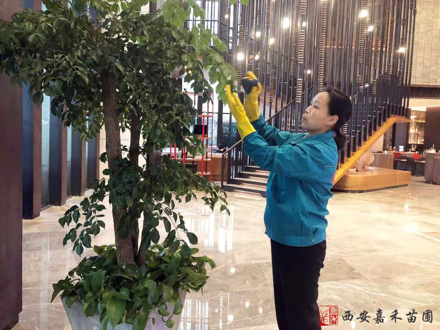 西安花卉租赁——嘉禾苗圃