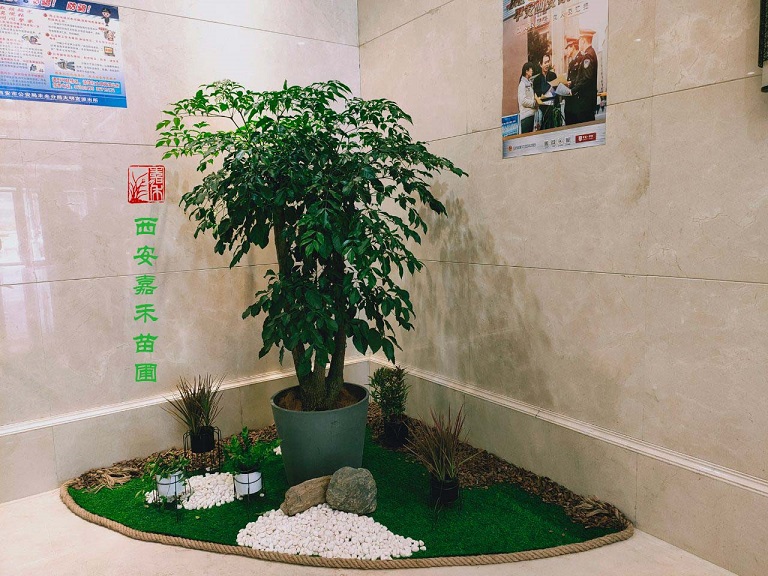 西安花卉租赁口碑好公司——嘉禾苗圃