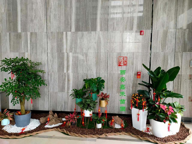 西安绿植租赁|嘉禾苗圃
