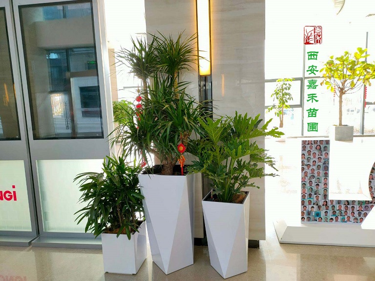 西安绿植租赁效果图制作|嘉禾苗圃