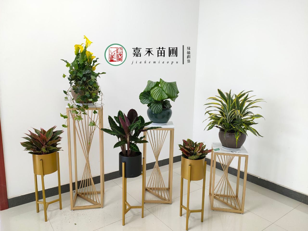 西安绿植租赁价格|嘉禾苗圃