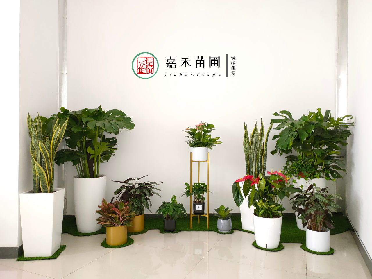 西安绿植租赁平台|嘉禾苗圃