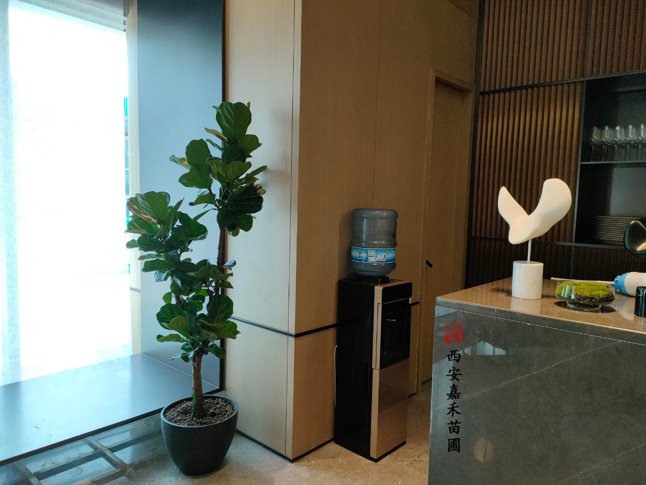 西安绿植租赁厂家|嘉禾苗圃