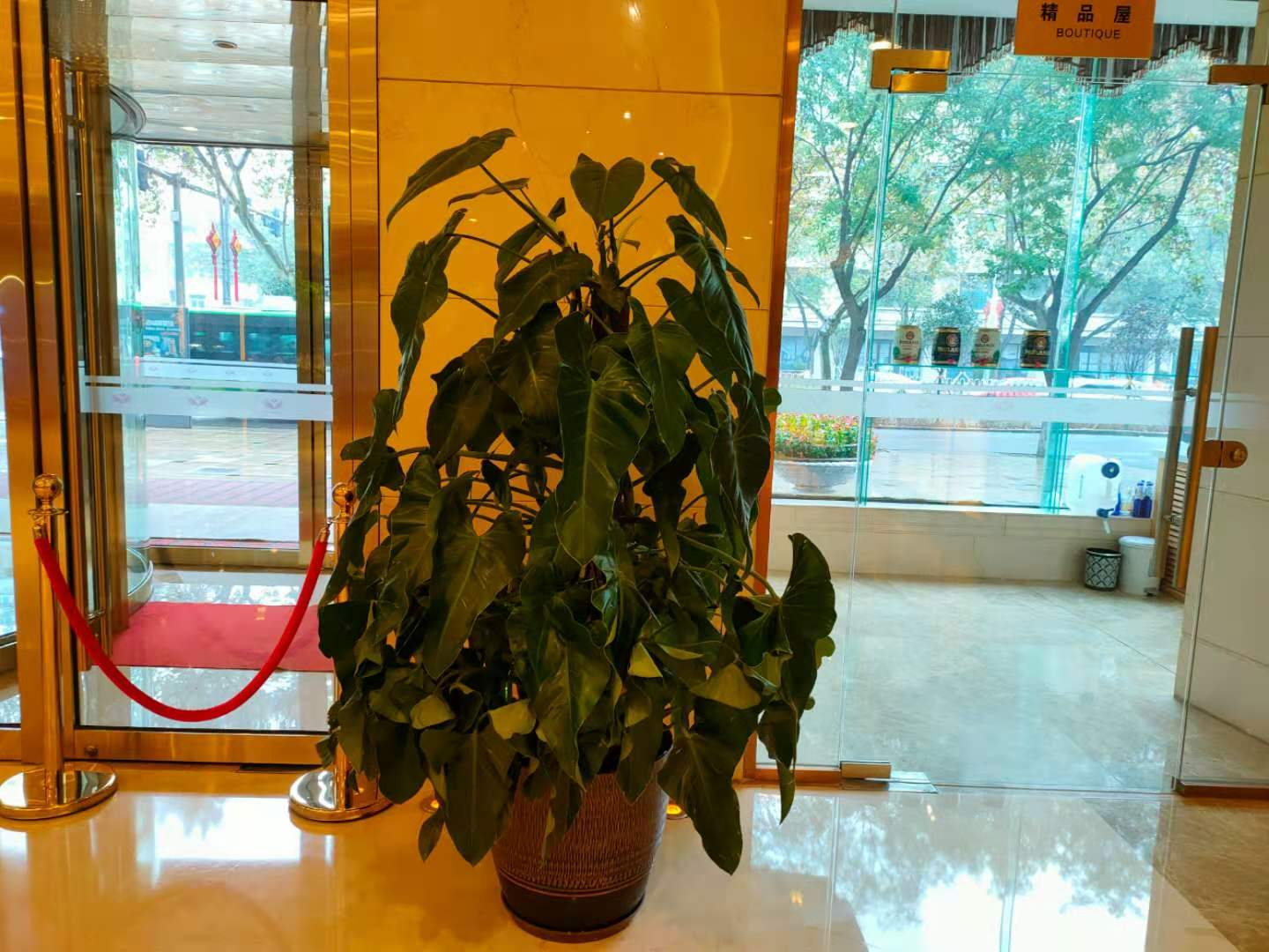 西安绿植租赁|嘉禾苗圃
