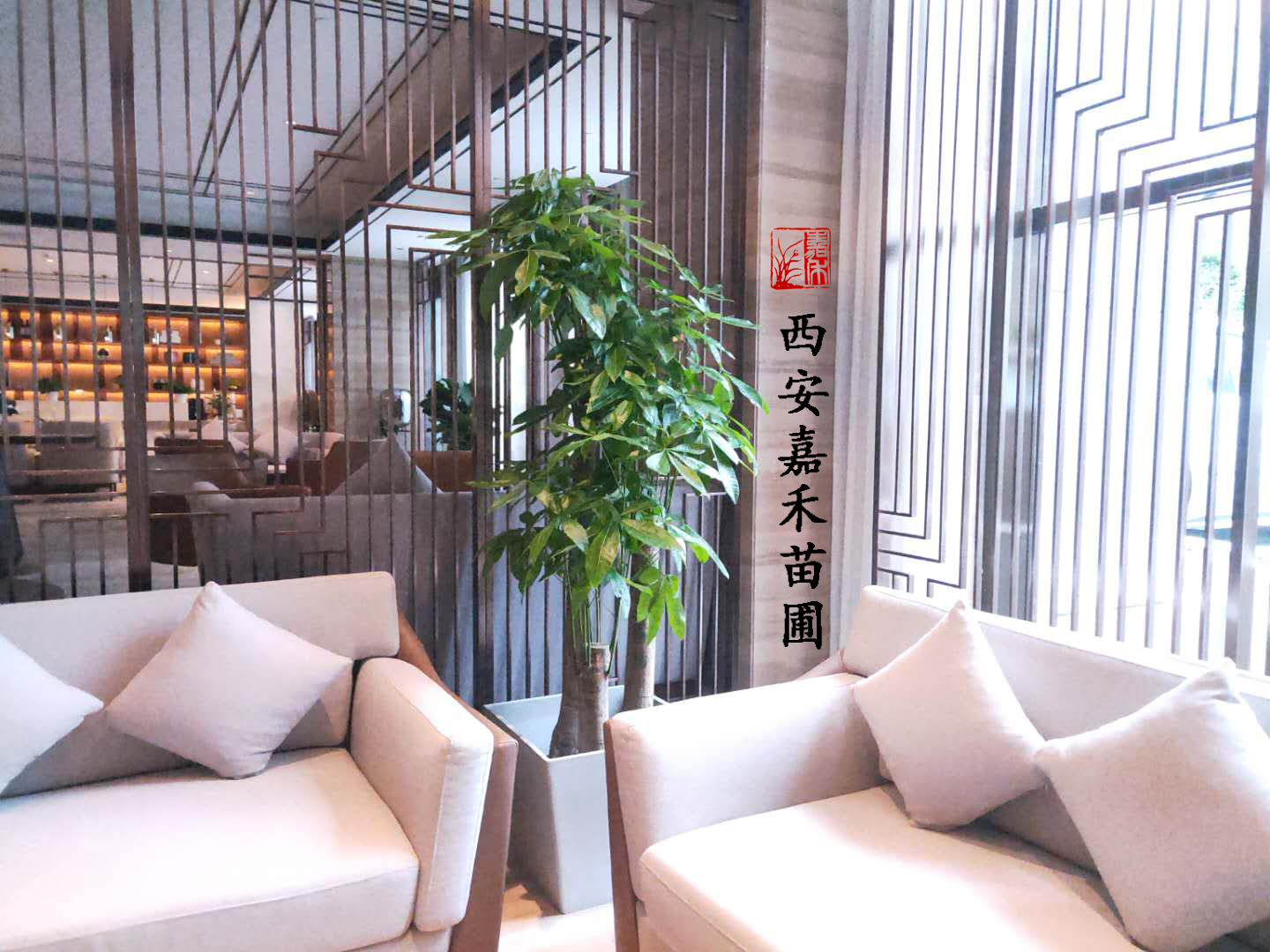 西安绿植租赁发财树|西安嘉禾苗圃