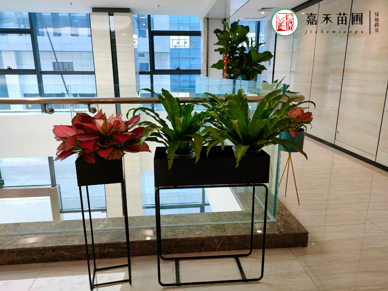西安绿植租赁品种|西安嘉禾苗圃