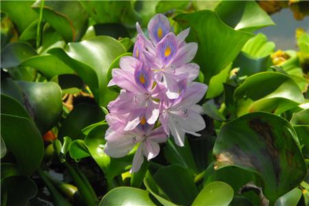 西安绿植租赁养护农药|嘉禾苗圃
