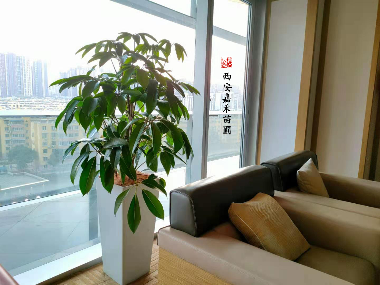 西安绿植租赁大叶伞|西安嘉禾苗圃
