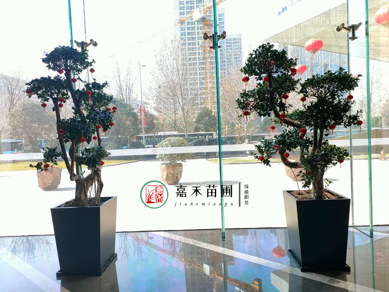 西安绿植租摆罗汉松|嘉禾苗圃