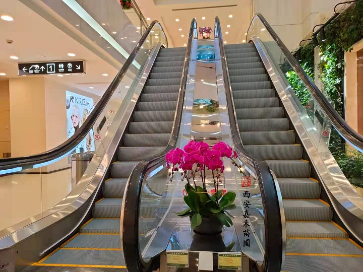 西安花卉租赁好寓意|西安嘉禾苗圃