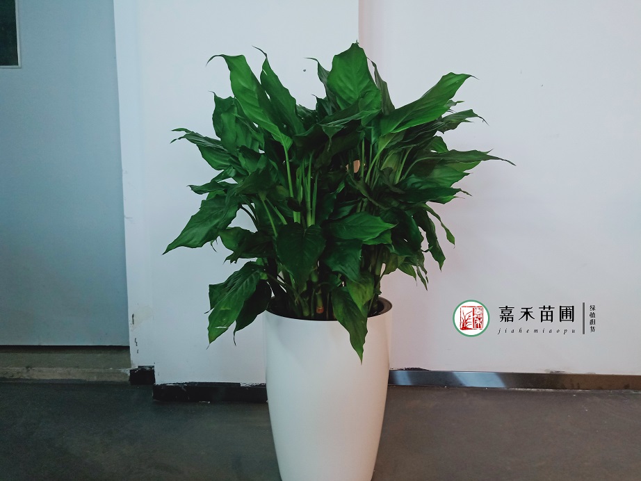 西安花卉租赁病虫害|嘉禾苗圃