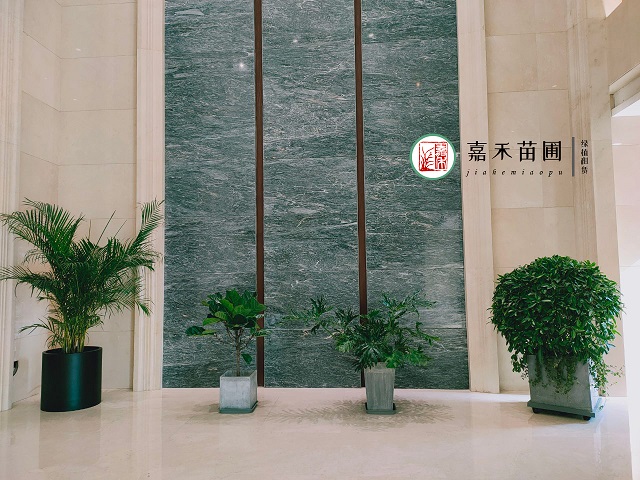 西安花卉租赁金边瑞香|西安嘉禾苗圃