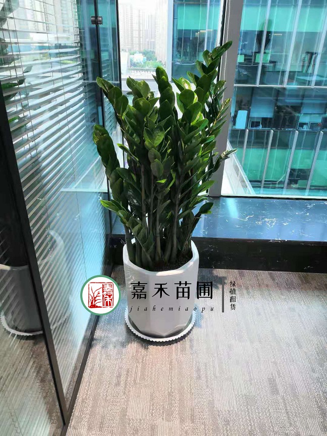 西安金钱树绿植租赁|嘉禾苗圃