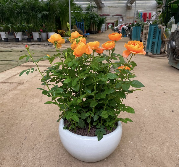 西安花卉租赁|嘉禾苗圃