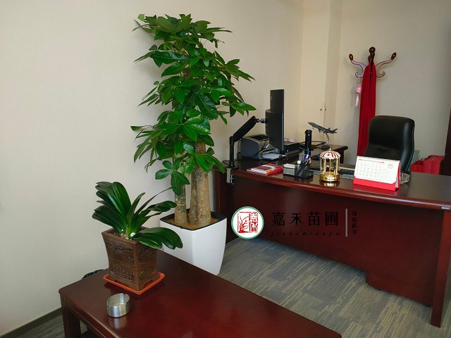 西安花卉租赁养护|嘉禾苗圃