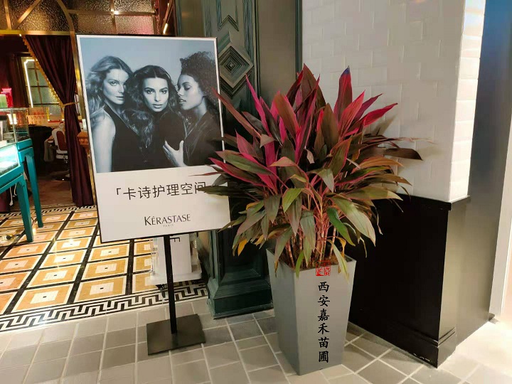 西安花卉租赁方案|嘉禾苗圃