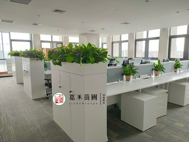 西安办公室花卉绿植租赁方案|嘉禾苗圃