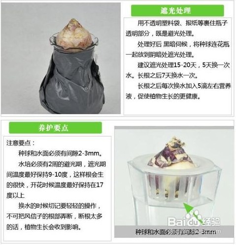 风信子栽培技术|嘉禾苗圃