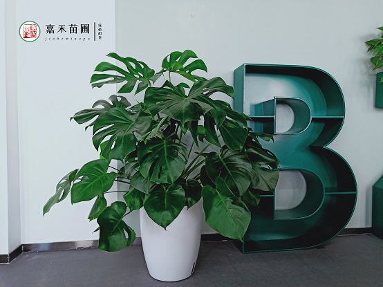 龟背竹怎么养护？嘉禾苗圃