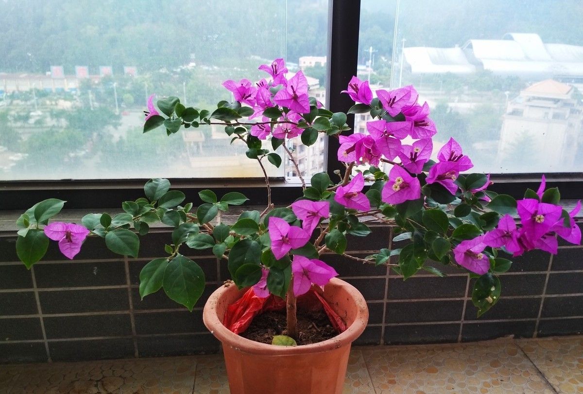 西安花卉租摆三角梅|嘉禾苗圃