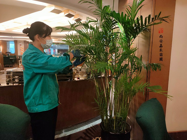 西安绿植租摆秋冬养护|嘉禾苗圃