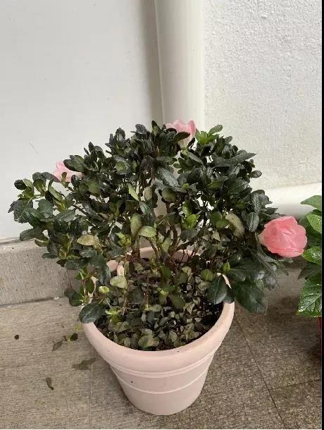杜鹃花浇水后掉叶子|西安嘉禾苗圃