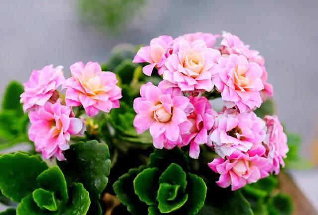 西安花卉租赁长寿花|西安嘉禾苗圃