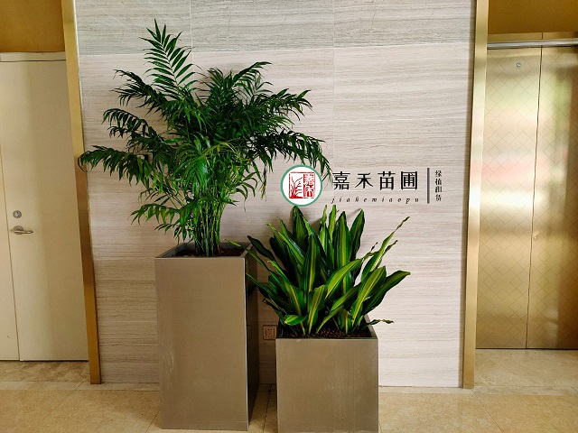 西安花卉绿植租赁方案|西安嘉禾苗圃