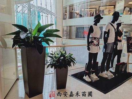 西安绿植租摆金钻养护方法|西安嘉禾苗圃
