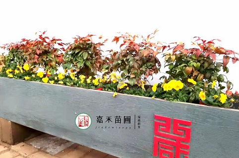 西安室外草花景观|西安嘉禾苗圃