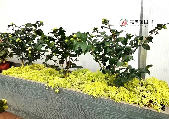 西安花箱景观设计方案|西安嘉禾苗圃