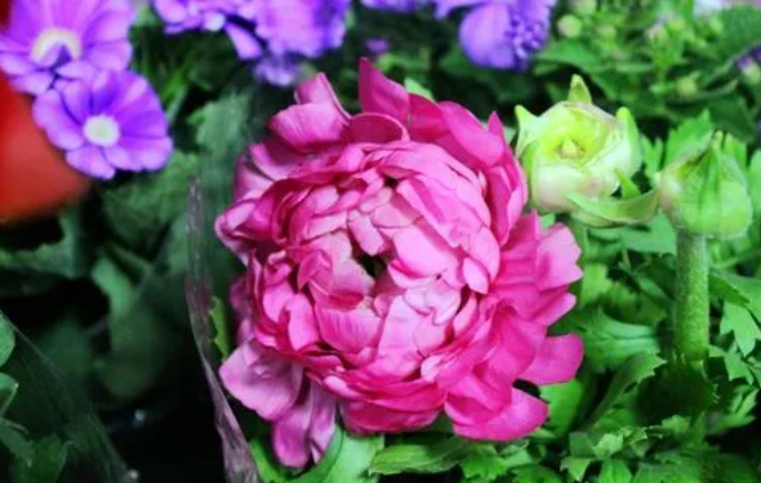 西安花卉租赁芹叶牡丹-花毛茛|西安嘉禾苗圃