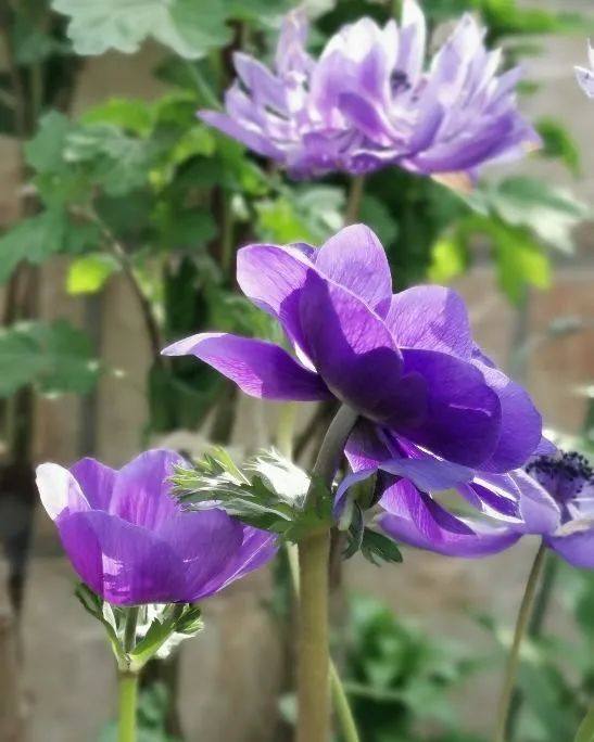 银莲花施肥养护|西安嘉禾苗圃