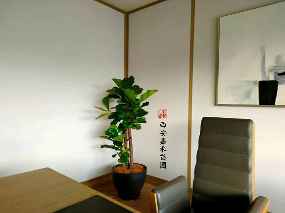 西安绿植租摆服务价格|西安嘉禾苗圃
