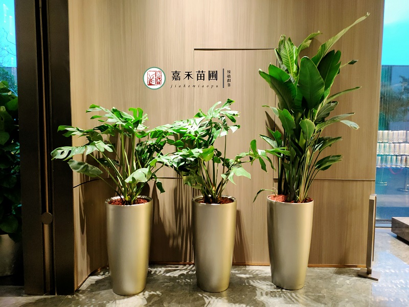 西安花卉绿植租赁方案|西安嘉禾苗圃