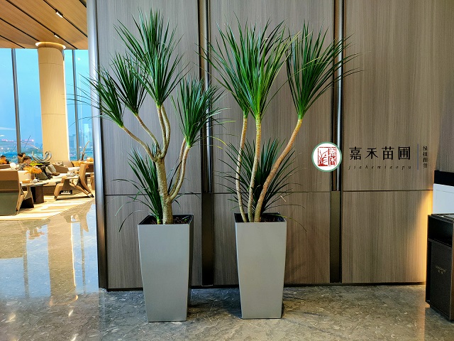 西安绿植植物租赁要点|西安嘉禾苗圃